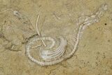 Plate of Crinoid, Starfish & Bryozoa Fossils - Illinois? #240260-6
